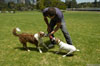 Keep dogs healthy and happy this summer
