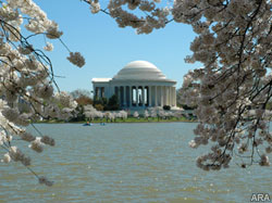 Spring's greatest showcase: the Centennial National Cherry Blossom Festival in Washington, D.C.