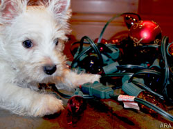 Holiday hazards to avoid to help keep pets safe