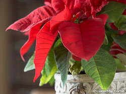 Giving green: Natural ways to spread holiday cheer