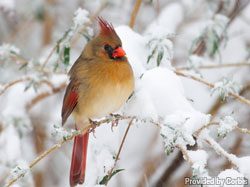 Winter habitats for the winged visitors