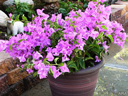 How to have easy-blooming flower power for any size garden