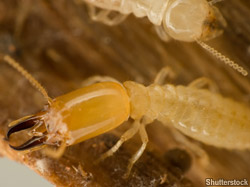How to protect your greatest asset - your home - from subterranean termites