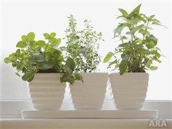 Help kids learn by growing a windowsill garden