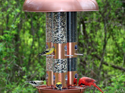 The many benefits of bird watching
