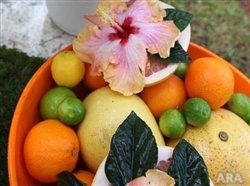 Create a tropic escape in your own backyard