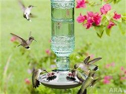 Attract hummingbirds to bring excitement to your garden