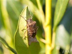 The stinky truth about a common pest