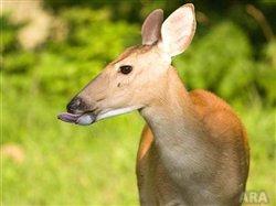 How to get rid of deer before they devour your yard and garden