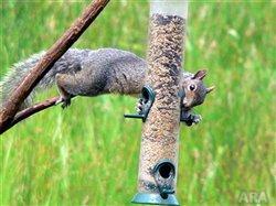 Bird feeder battles: Winning the war against squirrels