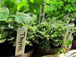 Add tasty edible plants to your landscape
