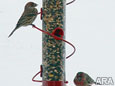 bird feeder