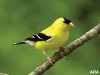 Tips for Summer Bird Feeding