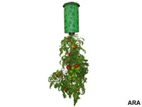 Turning the Tomato-Growing World Upside-Down