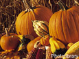 fall and thanksgiving decorations