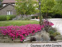 Ten New Ways to Make a Splash in Your Garden with Wave Petunias