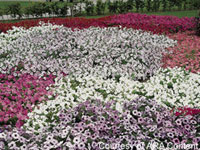 Flower Power! Wave, the Flower that Revolutionized Petunias, Turns 10
