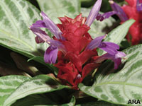 Garden Superstars for 2007