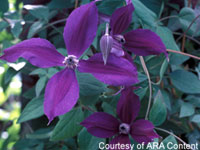 Good News for Gardeners –  New Plant Collections are Beautiful and Easy to Grow