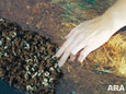 Japanese Beetles Become Grubs