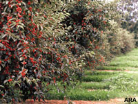 How to Enjoy the Natural Health Benefits of Fruit all Year Round